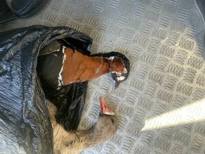 Просто курьер?