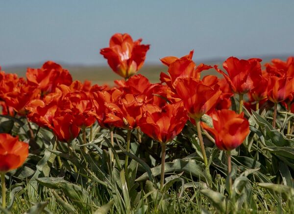 Тюльпановая дипломатия