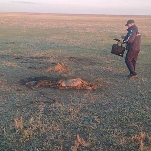 Бычок - смоляной бочок