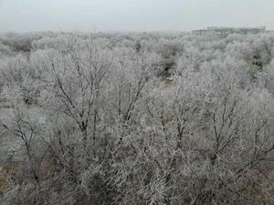 Зелень за зелень