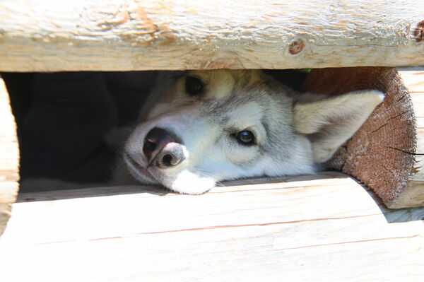 Поправка Баскервилей