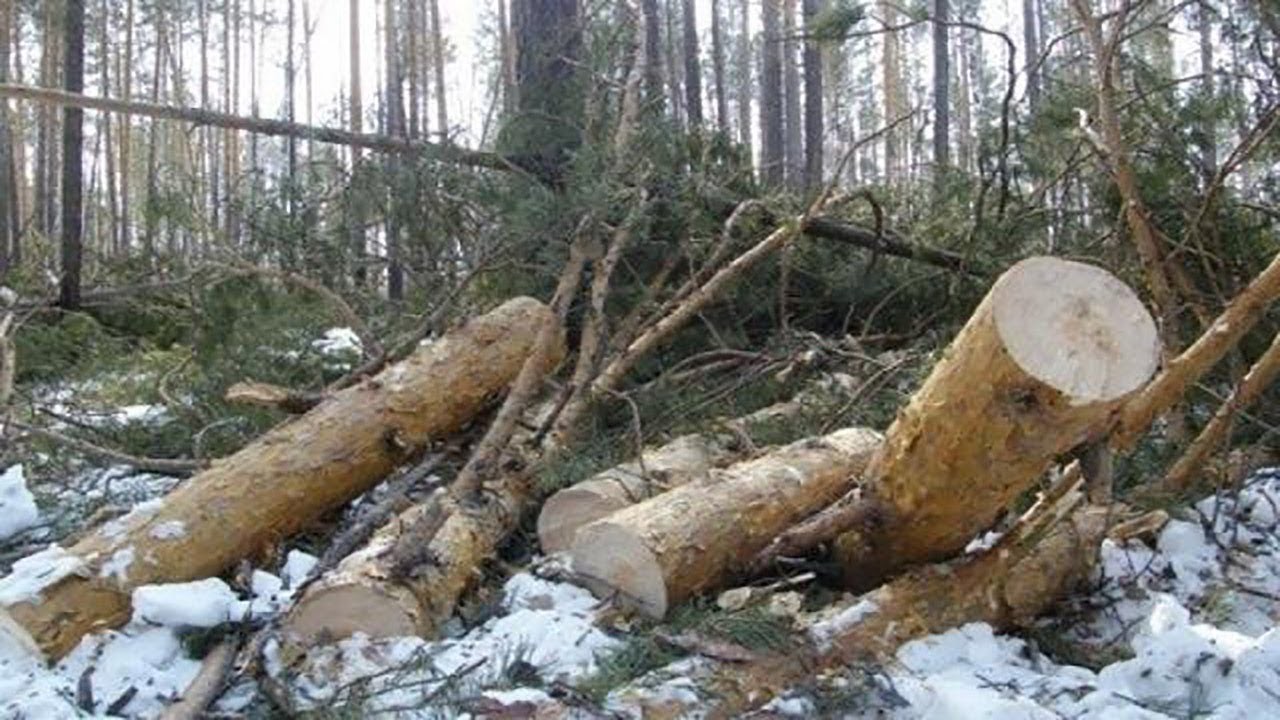 Незаконно спиленное дерево. Браконьерство вырубка лесов. Незаконная рубка деревьев. Незаконная вырубка леса. Незаконная порубка деревьев и кустарников.