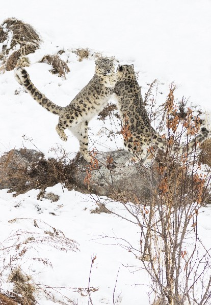 След ирбиса на снегу. Ак илбирс киргизия. Катунский заповедник снежный барс. Снежный барс (ирбис, снежный леопард). По следам ирбиса.