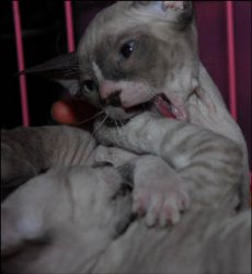 Как кошка с собакой...