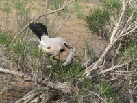 Чудо в перьях