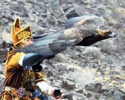 Точность - вежливость беркутчи