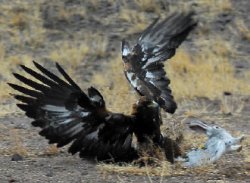 Точность - вежливость беркутчи