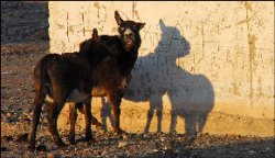 Край непуганых патриотов