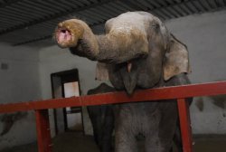 Литр водки на хобот