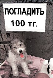 Животная страсть 