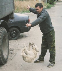 Животная страсть 