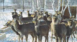 У маралов - новоселье