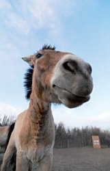 Одичать, чтобы выжить