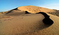 Одичать, чтобы выжить