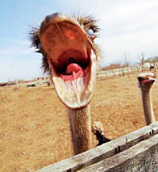 Времена года Чайковского