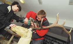 Чучело благородное