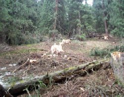 Ёлки - в палки