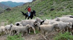 Стерлинг ЗАМБРАН, американский фотограф: Я не поверил Борату