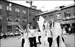 Голуби над школой