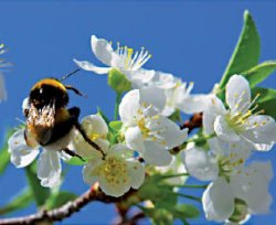 Магжан ИСИН: Будет вам небо в яблоках!