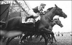 Ветер в гриву