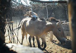 Дети Пржевальского