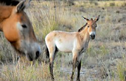 Дети Пржевальского