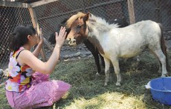 Маленькое свинство