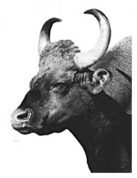 Взять быка за рога