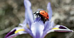 Любитель сачковать