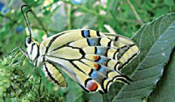 Любитель сачковать