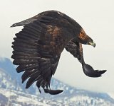 Под крылом беркута