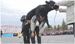 Сильней, чем бык!