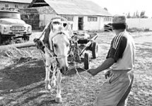 Каждая погода - благодать для чиновников нацхолдинга “КазАгро”