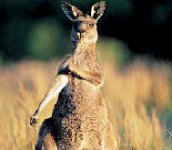 Закон для всех один