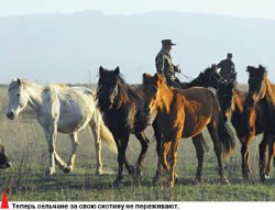 Сарбаз - гроза скотокрада