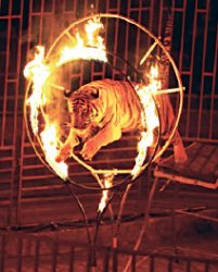 Кнут и пряник