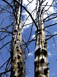 Яркие обрывки памяти