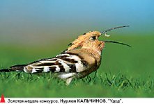 Золото унёс удод