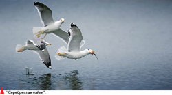 Их сиятельство - гриф