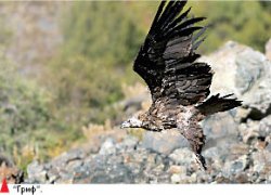 Их сиятельство - гриф