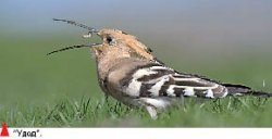 Их сиятельство - гриф