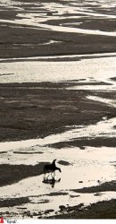 Их сиятельство - гриф