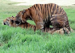 Толя ещё будет!