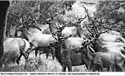 Маральный кодекс