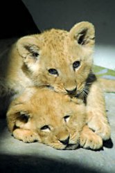 Запарки в зоопарке