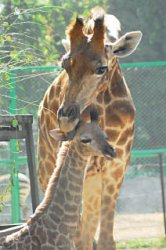 Запарки в зоопарке