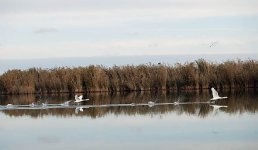 Не клёво без клёва