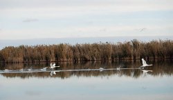 Не клёво без клёва