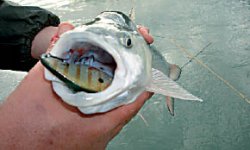 Не клёво без клёва